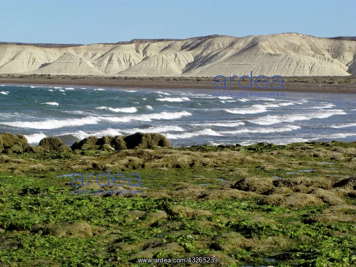 : Patagonian coast : Patagonian coast