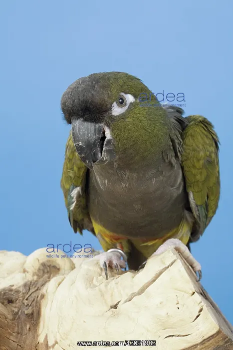 : Patagonian Conure : Patagonian Conure