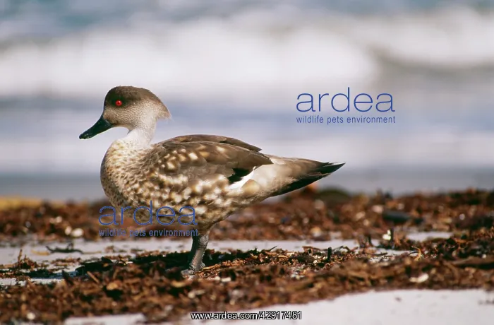 : Patagonian Crested Duck : Patagonian Crested Duck