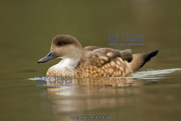 : Patagonian Crested Duck - on the water : Patagonian Crested Duck - on the water