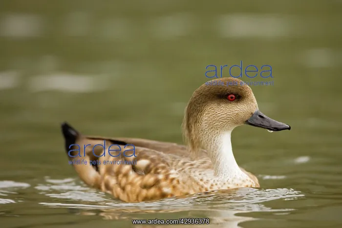 : Patagonian Crested Duck - on the water : Patagonian Crested Duck - on the water