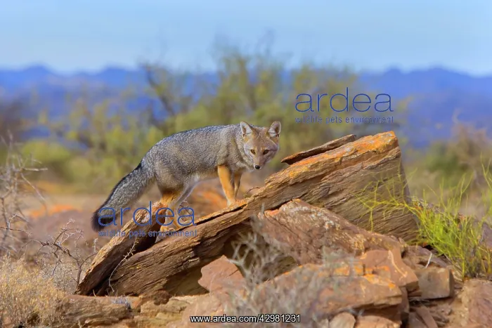 : Patagonian Fox / Argentine Gray Fox / Argentine : Patagonian Fox / Argentine Gray Fox / Argentine