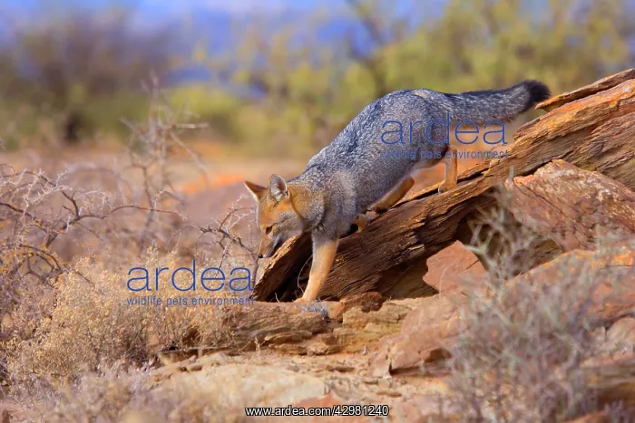 : Patagonian Fox / Argentine Gray Fox / Argentine : Patagonian Fox / Argentine Gray Fox / Argentine