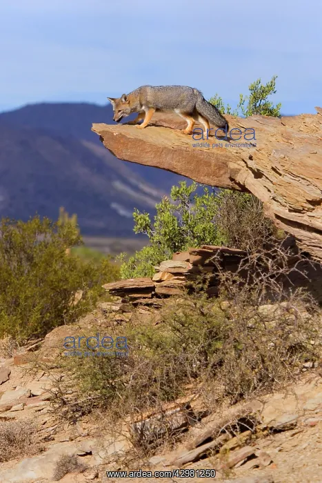 : Patagonian Fox / Argentine Gray Fox / Argentine : Patagonian Fox / Argentine Gray Fox / Argentine