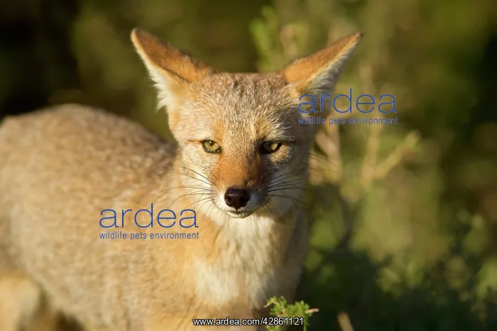 : Patagonian Fox - portrait of a young fox : Patagonian Fox - portrait of a young fox