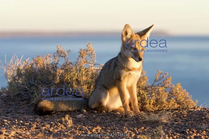 : Patagonian Grey Fox : Patagonian Grey Fox