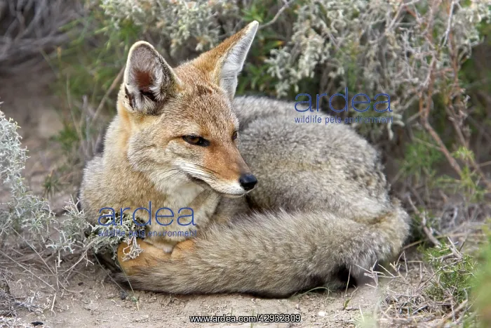 : Patagonian Grey FOX : Patagonian Grey FOX