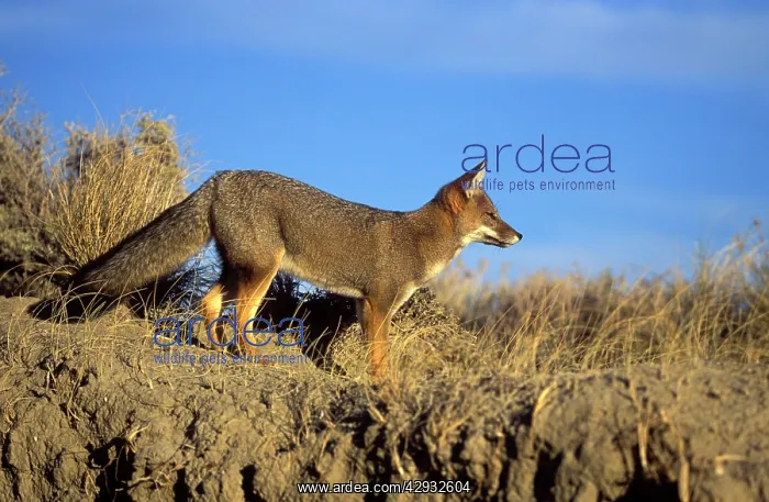 : Patagonian Grey FOX : Patagonian Grey FOX