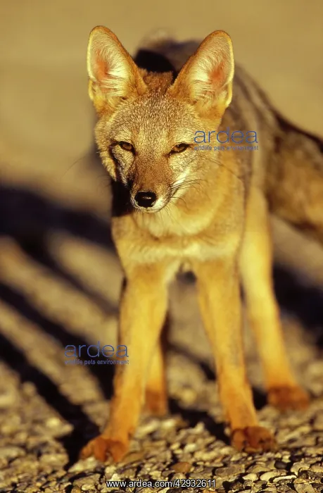 : Patagonian Grey FOX : Patagonian Grey FOX