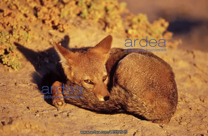 : Patagonian Grey FOX : Patagonian Grey FOX