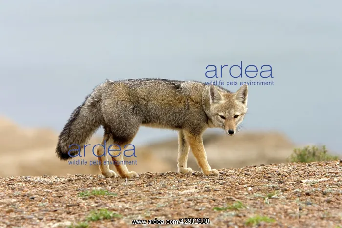 : Patagonian Grey FOX : Patagonian Grey FOX