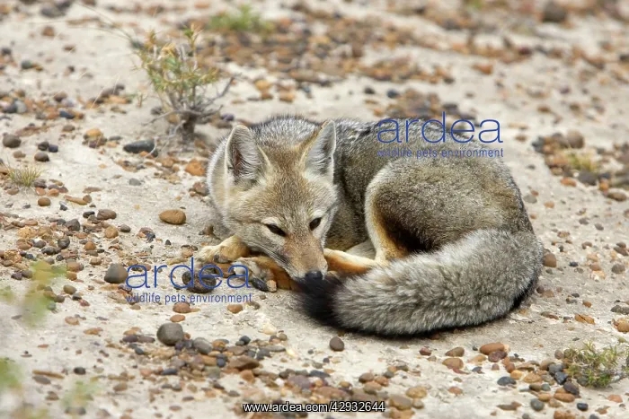 : Patagonian Grey FOX : Patagonian Grey FOX