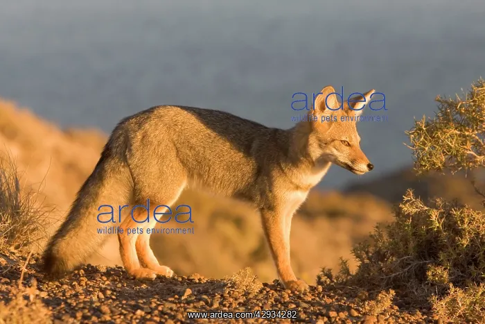 : Patagonian Grey Fox : Patagonian Grey Fox