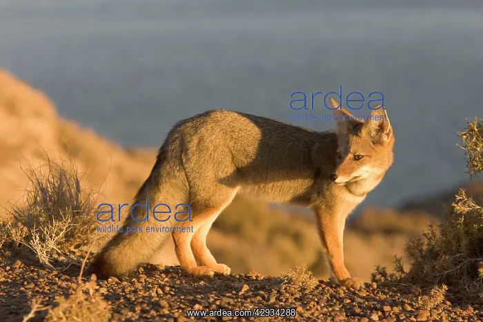 : Patagonian Grey Fox : Patagonian Grey Fox