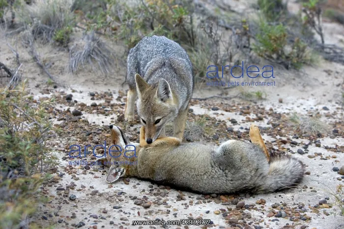  : Patagonian Grey FOX - grooming each other