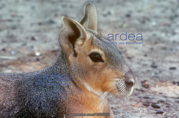 : Patagonian Mara : Patagonian Mara