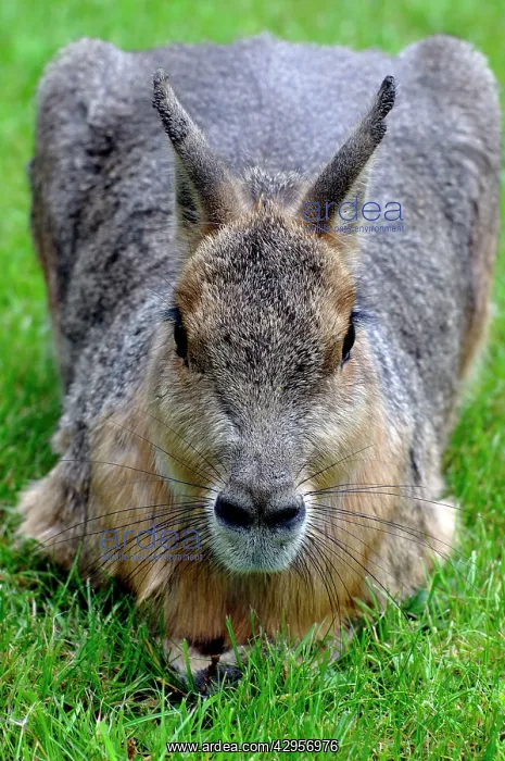 : Patagonian Mara : Patagonian Mara