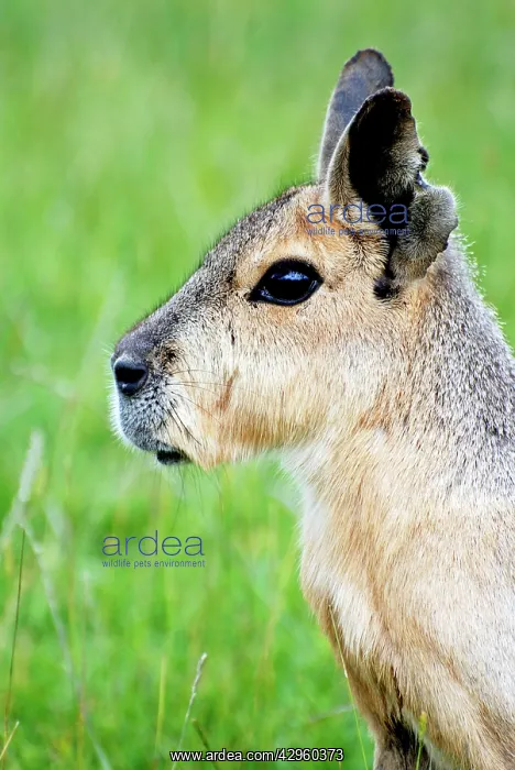 : Patagonian Mara : Patagonian Mara