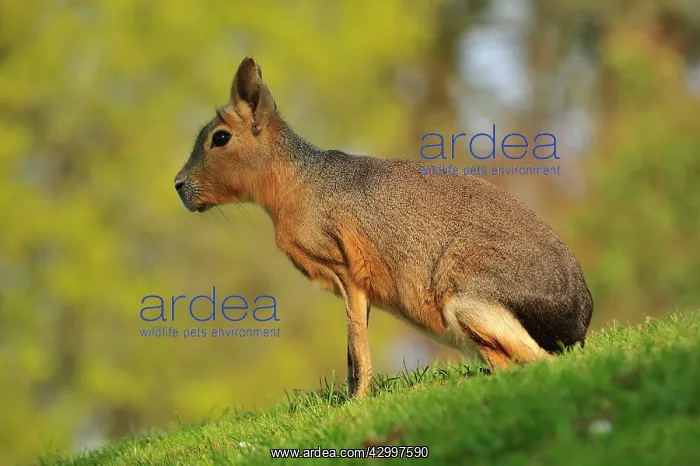  : Patagonian Mara
