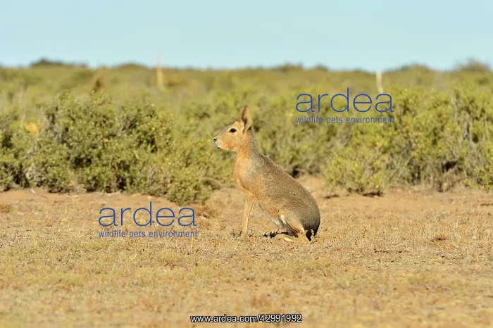 : Patagonian Mara / Cavy / Hare / Dillaby : Patagonian Mara / Cavy / Hare / Dillaby