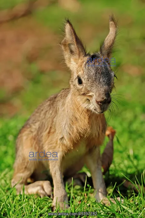 : Patagonian Mara (Dolichotis patagonum), young, from : Patagonian Mara (Dolichotis patagonum), young, from