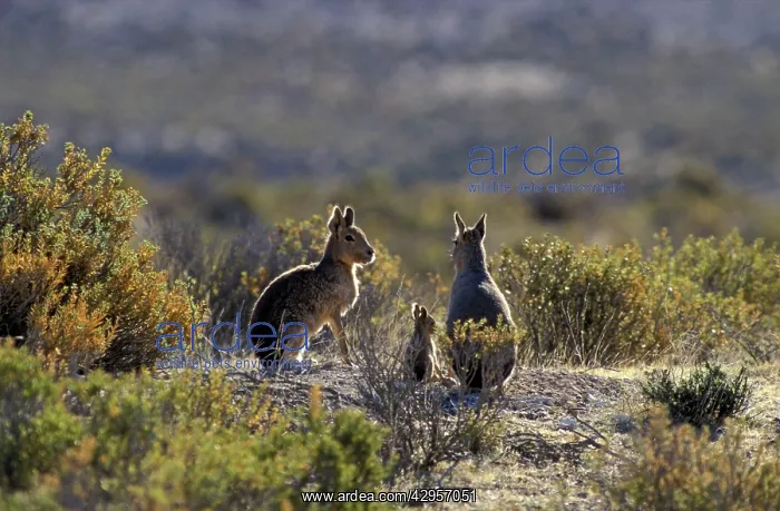 : Patagonian Mara - family : Patagonian Mara - family