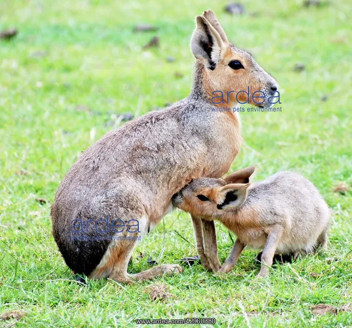: Patagonian Mara - mother nursing juvenile : Patagonian Mara - mother nursing juvenile