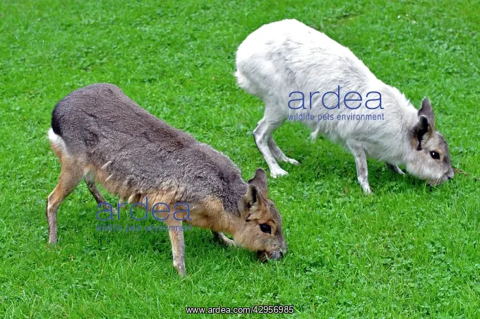 : Patagonian Mara - normal and white colour variant : Patagonian Mara - normal and white colour variant