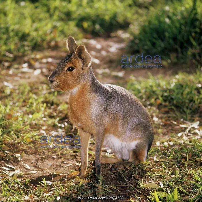 : Patagonian Mara - sitting : Patagonian Mara - sitting