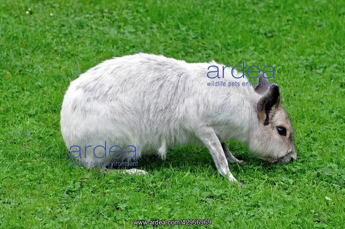 : Patagonian Mara (white colour variant) : Patagonian Mara (white colour variant)