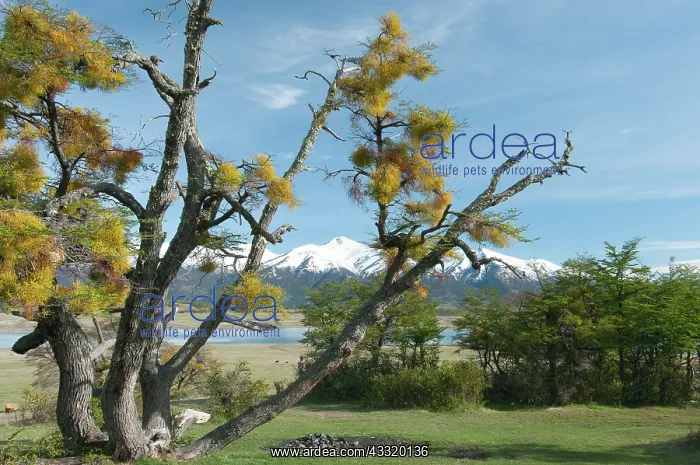 : Patagonian Mistletoe : Patagonian Mistletoe