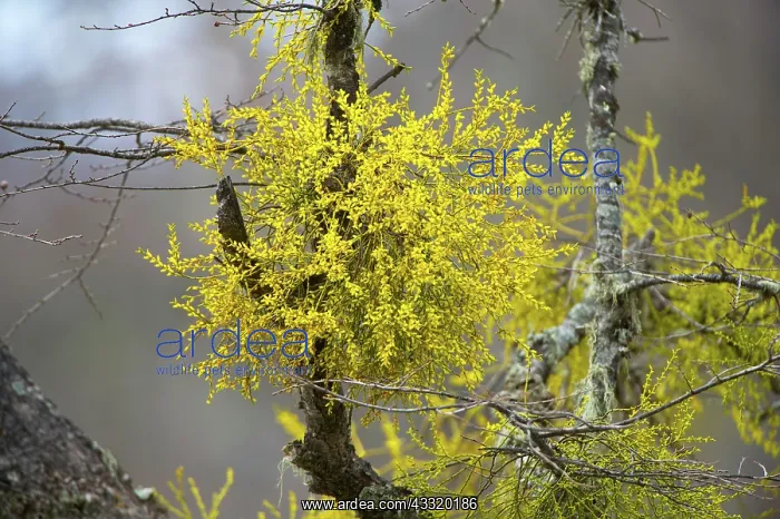 : Patagonian Mistletoe : Patagonian Mistletoe
