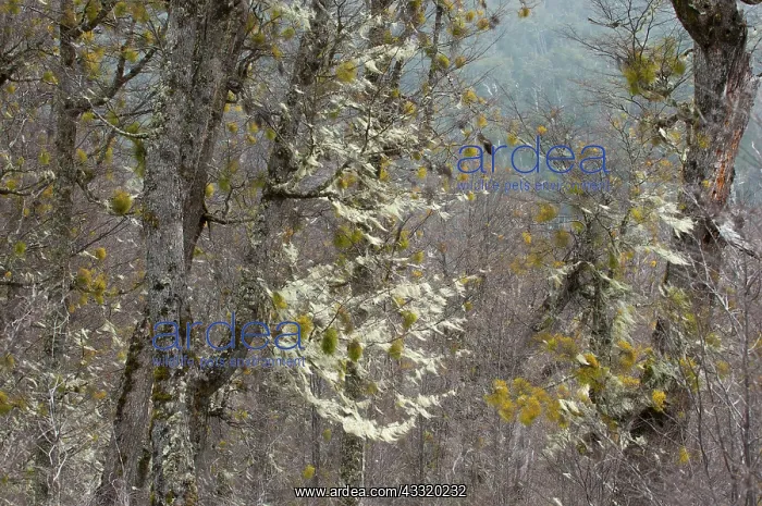 : Patagonian Mistletoe : Patagonian Mistletoe