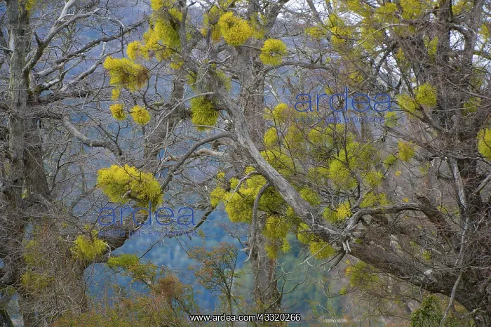 : Patagonian Mistletoe : Patagonian Mistletoe