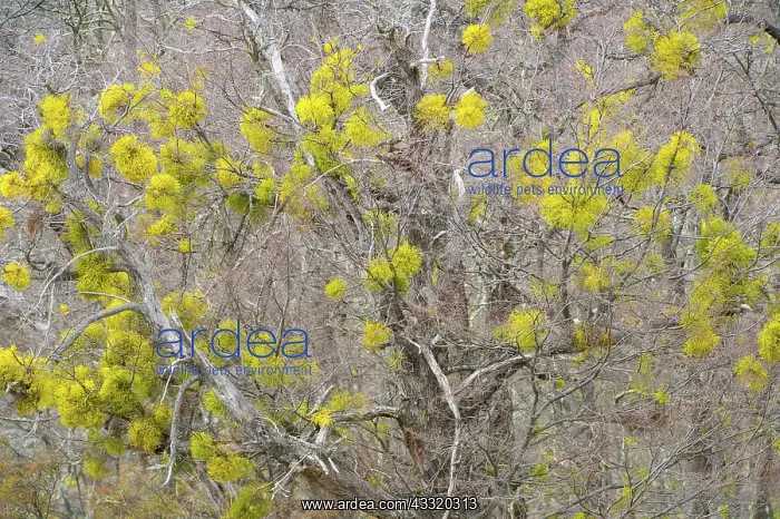 : Patagonian Mistletoe : Patagonian Mistletoe