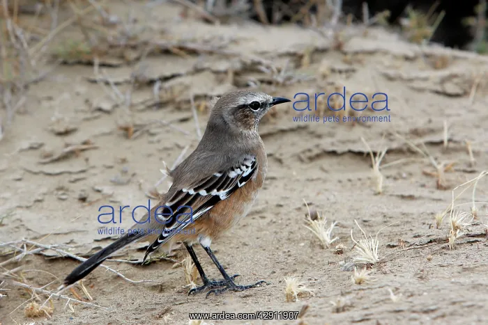 : Patagonian Mockingbird : Patagonian Mockingbird