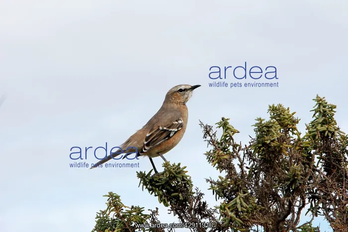  : Patagonian Mockingbird