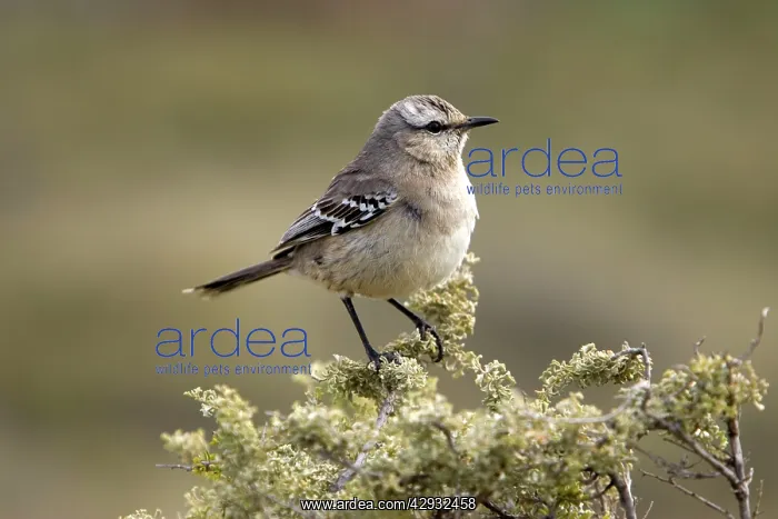 : Patagonian Mockingbird : Patagonian Mockingbird