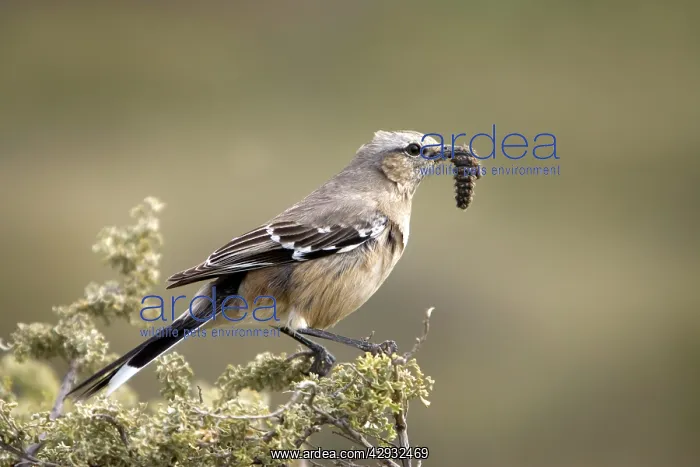 : Patagonian Mockingbird : Patagonian Mockingbird