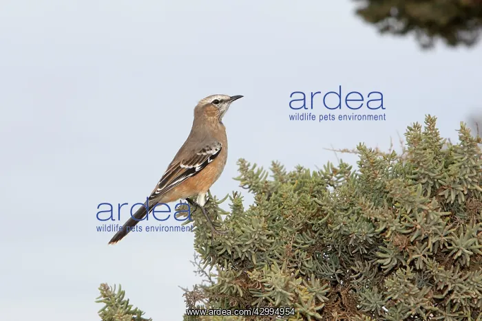 : Patagonian Mockingbird : Patagonian Mockingbird
