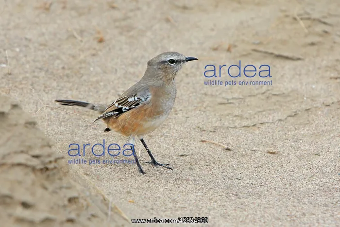 : Patagonian Mockingbird : Patagonian Mockingbird