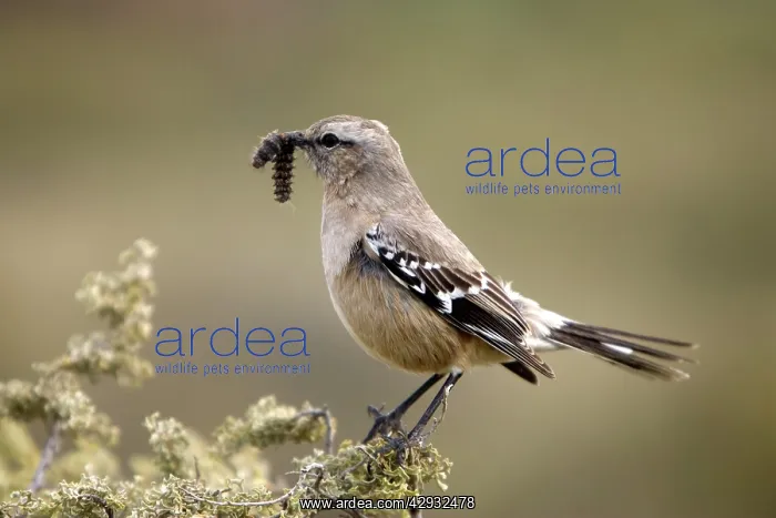 : Patagonian Mockingbird - with grub in beak : Patagonian Mockingbird - with grub in beak