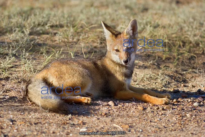: Patagonian young fox lying in the pampa resting : Patagonian young fox lying in the pampa resting