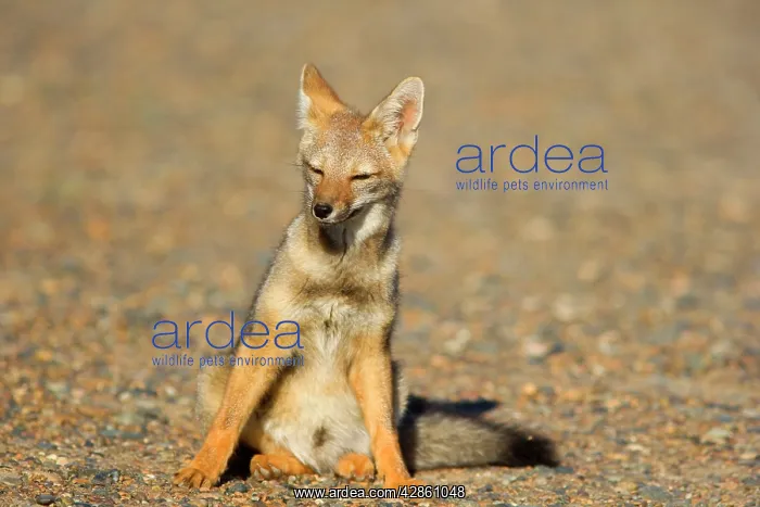 : Patagonian young fox sitting in the pampa resting : Patagonian young fox sitting in the pampa resting