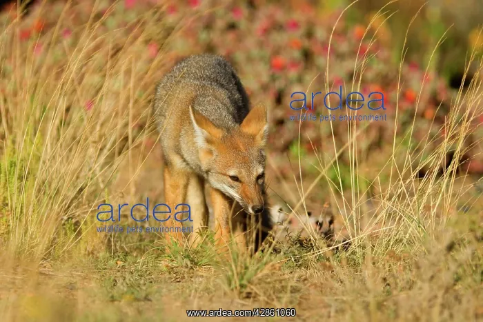 : Patagonian young fox strolling through the pampa : Patagonian young fox strolling through the pampa