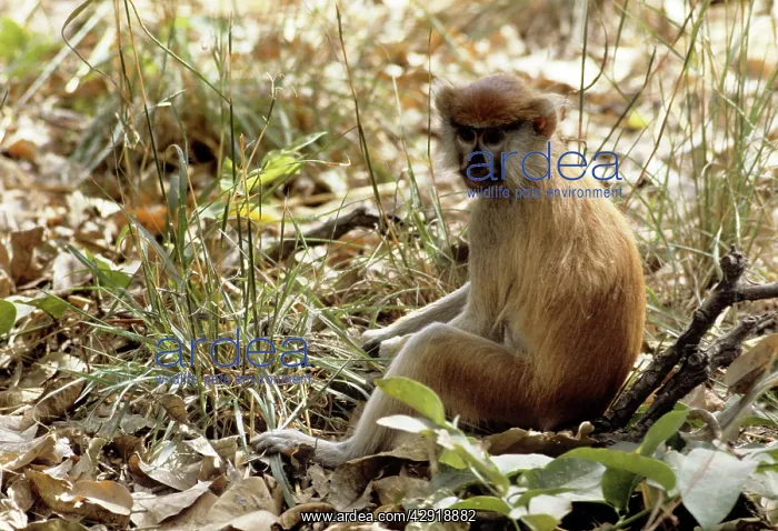  : Patas Monkey