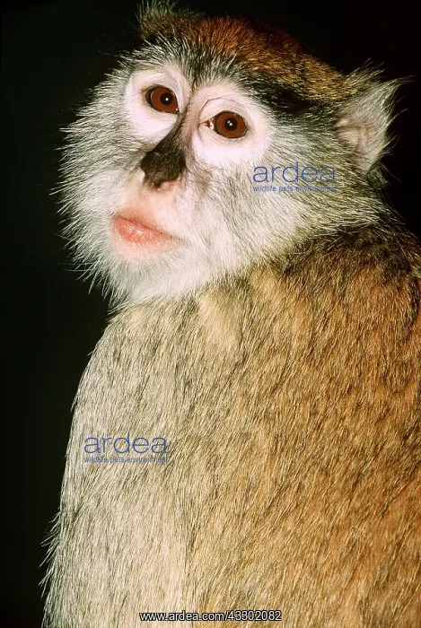 : PATAS MONKEY : PATAS MONKEY