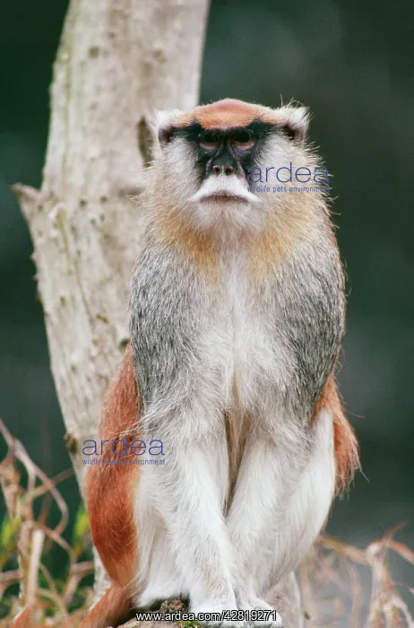 : Patas MONKEY- on branch : Patas MONKEY- on branch