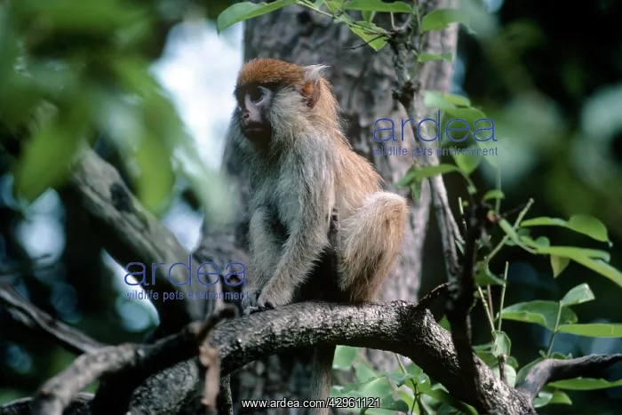 : Patas Monkey - juvenile in tree : Patas Monkey - juvenile in tree