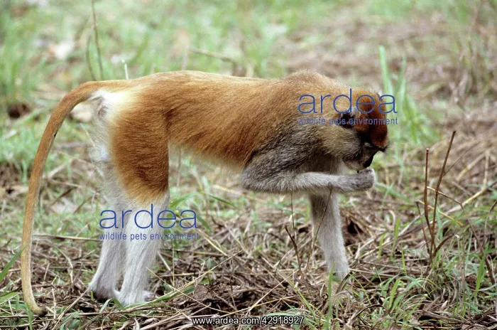 : Patas Monkey - male : Patas Monkey - male